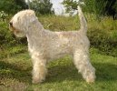 Irish soft coated wheaten terrier \(Dog standard\)