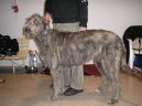 Irish wolfhound \\\\\(Dog standard\\\\\)