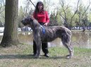 Irish wolfhound \\\\\(Dog standard\\\\\)