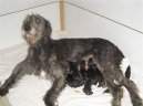 Irish wolfhound \(Dog standard\)