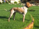 Bracco Italiano, Italian Pointing Dog