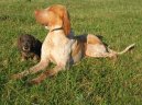 Bracco Italiano, Italian Pointing Dog