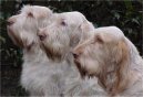 Spinone Italiano, Italian Wire-haired Pointing Dog