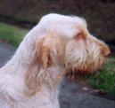 Spinone Italiano, Italian Wire-haired Pointing Dog