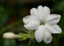 Jasminum officinale