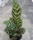 Calathea