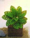 :  > Kalatea (Calathea)