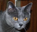 Chartreux cat