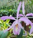 Cattleya