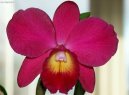 Cattleya