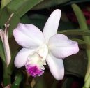 Cattleya