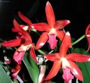 Cattleya