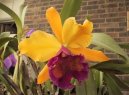 Cattleya