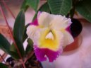 Cattleya