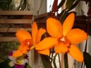 Cattleya