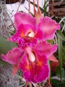 Cattleya