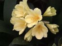 Clivia