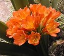 Clivia