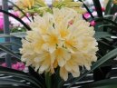 Clivia