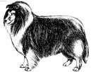 Collie Rough