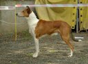Collie smooth \(Dog standard\)