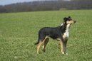 Collie smooth \(Dog standard\)