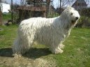 Komondor \(Dog standard\)