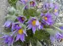 Pulsatilla vulgaris