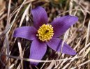 Pulsatilla vulgaris