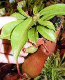 Nepenthes