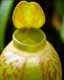 Nepenthes