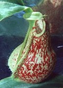 Nepenthes