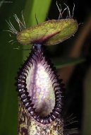 Nepenthes