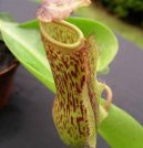 Nepenthes