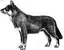 Lapinporokora, Finnish Reindeer Herder