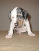 :  > Louisiana Catahoula (Nrodn plemeno sttu Louisiana)