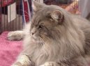 Maine Coon