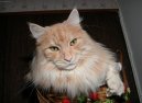 Maine Coon