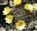 Mammillaria