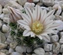 Mammillaria