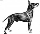 Manchester Terrier