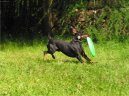 Manchester Terrier