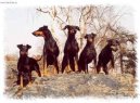 Manchester Terrier