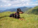 Manchester Terrier