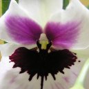 Miltonia