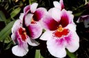 Miltonia