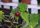 Abutilon