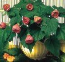 Abutilon