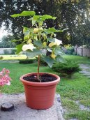 Abutilon