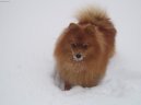Deutscher spitz - Kleinspitz, German Spitz  Miniature Spitz